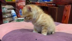 柚子猫视频在线观看国产,柚子猫视频，带你领略国产动画魅力