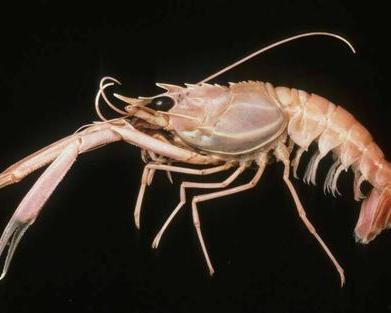 国产海鳌虾视频文案,鲜美滋味，源自海洋的馈赠