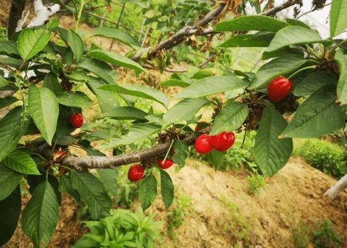 国产车厘子种植视频