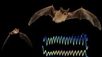 国产蝙蝠视频网站在线观看,在线畅享独特视听盛宴