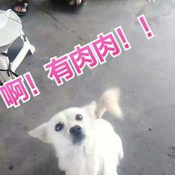 人狗国产小视频在线观看,温馨瞬间在线共享  第2张